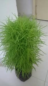 Teddy bear vine is one of the most unusual indoor vine plants you can grow. What Is This Houseplant With Thin Palmate Leaves Gardening Landscaping Stack Exchange