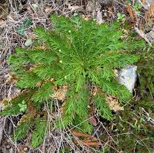 Image result for Selaginella perpusilla
