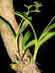 Image result for Polystachya