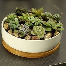 Novashion succulents planter pot light,resin garden fairy small house succulent green planter herb flower basket bonsai pot home decor craft ornaments magic lantern house,chrismas gift. 9 Best Succulent Planters For Container Gardening 2020 Gardener S Path