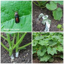 You can also wrap it in pantyhose if you prefer … Prevent Squash Vine Borers Organically