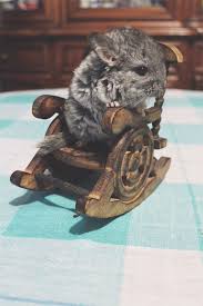 In fact, it is said that their fur is the softest out of all land mammals! 30 Baby Chinchilla Pictures That Will Simply Destroy You With Cuteness