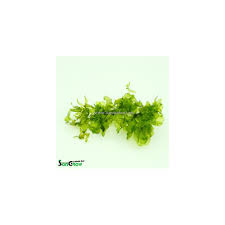 Image result for Lomariopsis