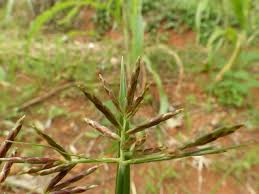 Image result for Cyperus tomaiophyllus