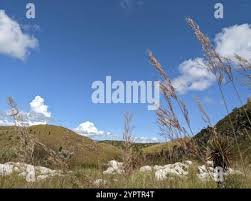 Image result for Loudetia simplex