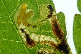 Image result for Stigmella pretiosa
