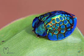 Seriously luxe style in sydney. Imperial Tortoise Beetle Tortoise Beetle Beetle Insect Bugs And Insects