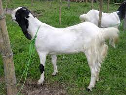 Juga bisa mengumumkan beberapa perubahan dalam hidup anda. Mimpi Kambing Banyuwangi Terkini