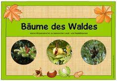 Sachunterricht In Der Grundschule Wissenskartei Baume Des Waldes Grundschule Wald Grundschule Und Ideenreise