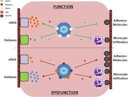 High Density Lipoprotein Function And Dysfunction In Health And Disease Springerlink