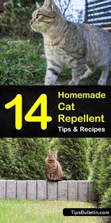 You may want to try these homemade cat repellents. 14 Natural Cat Repellent Recipes Anyone Can Make Cat Repellant Cat Repellant Outdoor Cats