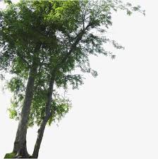 Landscape Foreground Landscape Green Plants Landscape Vector Png Transparent Clipart Image And Psd File For Free Download Landscape Green Plants Plants