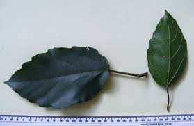 Image result for Ficus sur