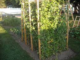 Check spelling or type a new query. Saving Sugar Snap Pea Seeds The Year Round Harvest