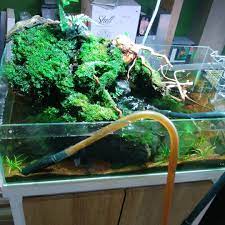new the 10 best home decor with pictures みずかえ テラリウム 2枚目と3枚目の部分好きやわ 成長している aquascape plantedtank aqu interior decorating real estate houses artist house