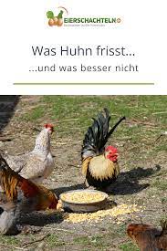 Was Huhn Frisst Und Was Besser Nicht Huhner Futter Huhner Huhnerfutter