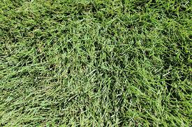 Louis area zoysia grass turns tan or brown in the fall and does not green up until spring besides leaving piles of soil and making mowing difficult, they kill areas of grass and chew the roots. Zoysia Lawn Care Winlawn Lawn Care Guide Zoysia Grass