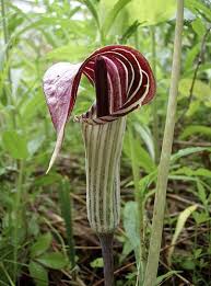 Read moresfiguring but not generally fatal. Pin By Ernest Warner On Beautiful Bulbs Strange Flowers Trees To Plant Woodland Garden