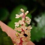 Image result for Hilleria latifolia