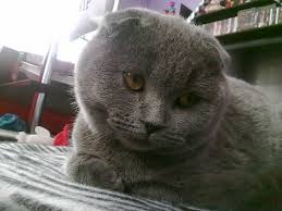 Kedi Gunlugum Kedili Bir Hayat Yasanmaya Daha Cok Deger