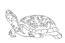 Welcome to our collection of free turtle. Free Printable Turtle Coloring Pages For Kids