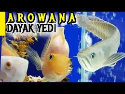 Basimin Belasi Oscar Arowanayi Parcalayacakti Oscar Akvaryumu Arowana Akvaryumu Akvaryum Ba Akvaryum Balik