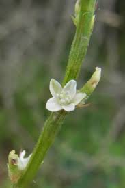 Image result for Oxygonum sinuatum