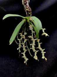 Image result for Diaphananthe