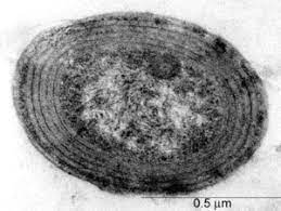 Prochlorococcus Marinus 2012 Microbewiki
