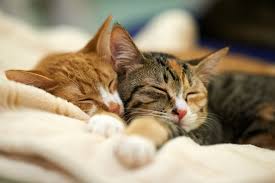 why do cats sleep so much? reasons you