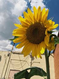 Aesthetic Tumblr Black And Yellow Aesthetic Wallpaper Yellow Aesthetic Tumblr Tumblr Yellow Yellow Aesthetic Tumblr Backgrounds