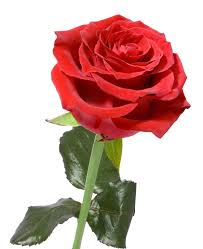 Faith Funeral Service ›