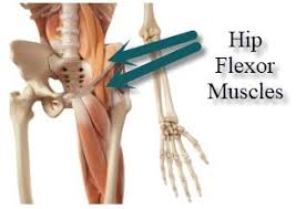 Identified in this mri are the hip joint and the sacroiliac joint as well as the various foramina muscles: Hip Flexor Muscle