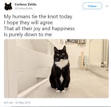Curious Zelda Tweets Funny Limericks From Her Daily Life Cat Poems Dumb Cats Funny Animals