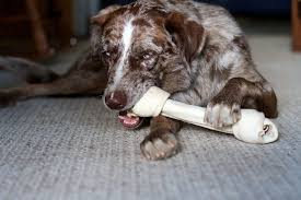 But what's the next best thing for dogs who just love to chew, and could use something that lasts a long time but is still rewarding? Can Puppies Have Rawhide Chews Bones Best Rawhide For Puppies