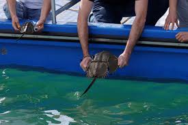 Hong Kong scientists seek good fortune for endangered horseshoe crabs |  Reuters
