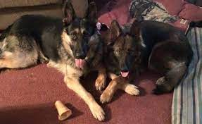 During the summer you can be sure that the puppies will enjoy running around in the water at the beach. Timeline Photos German Shepherd Lost Found Facebook German Shepherd Losing A Dog Black German Shepherd