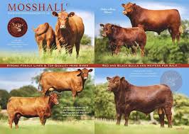 In 1919 the aberdeen angus association (now called the american angus association) ruled that red angus cattle could not be enrolled in the aaa herd book. Our Review Advert A Big Thank You To Mosshall Red Aberdeen Angus Facebook