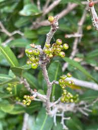 Image result for Ochna natalitia