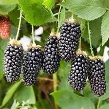 See more ideas about blackberry bush, food, blackberry. Blackberry Bush Karaka Black