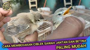 Cara Membedakan Ciblek Sawah Jantan Dan Betina Anakan 100 Ampuh Youtube