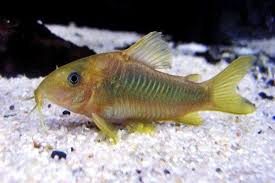 Ikan apa sajakan yang termasuk ikan herbivora atau pemakan tumbuhan? 8 Ikan Pembersih Kaca Lumut Dan Kotoran Akuarium Terbaik