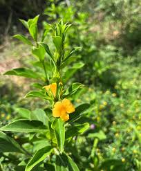 Image result for Barleria whytei