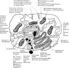 Check spelling or type a new query. The Nucleus And The Nucleic Acids Sciencedirect
