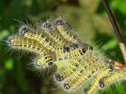 Black And White Striped Caterpillar With Yellow Spots Buff Tip Moth Caterpillars Caterpillar Moth Caterpillar Moth