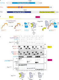 Van een standaard ford focus rs mk2 is in dit geval geen sprake meer, wat er allemaal aan is veranderd, dat. Bora Phosphorylation Substitutes In Trans For T Loop Phosphorylation In Aurora A To Promote Mitotic Entry Nature Communications