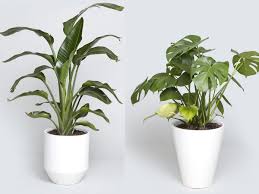 Though it's not an especially thirsty indoor plant, it doesn't love to be kept too dry for i love my plants here at indulgent surroundings and i want you to love them as well. Indoor Tree Options You Can Grow Using A Bios Urn Biodegradable Urn