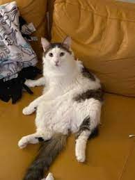 From the name, pet owners guess that domestic medium hair cats surely have something in common with domestic long hair and domestic short hair cats. Domestic Medium Hair Cat Looking For A New Home Hshv