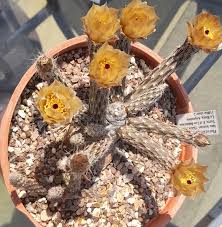 Image result for Pteleopsis anisoptera