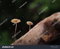 Image result for Marasmius rotula